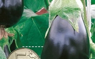 Пакет семян баклажана Ненси с изображением плодов и логотипом