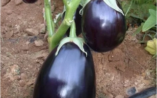 Перфекшен F1