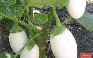 Белые баклажаны на растении - ПИНГ ПОНГ