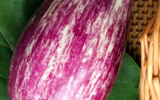 Полосатый Рейс