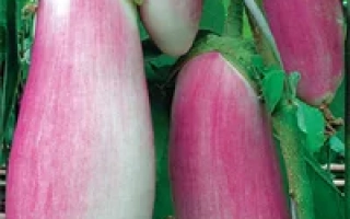 Пакет насіння баклажана Романтик