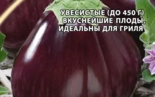 Eggplant seeds RUSSIAN VITYAZ on seed packet