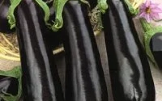 Три баклажани сорту Самар F1 на фоні з квітами