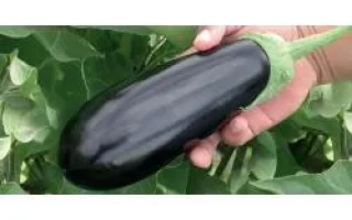 Шарапова РЦ F1