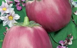 Два баклажани сорту Тезка на зеленому фоні з квітами