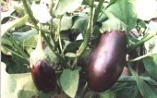 УЛЬТРАРАННИЙ F1