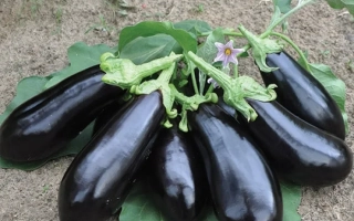 Группа баклажанов сорта Вернал на земле