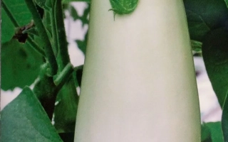 Вкус Грибов