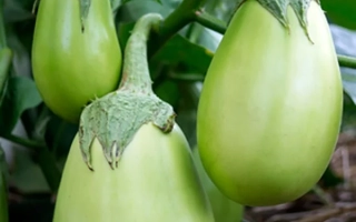 Зелененький