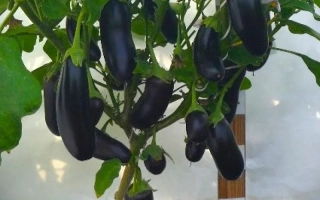 Зіркочислитель