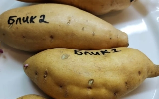 Три клубня батата сорта Блик на белой тарелке