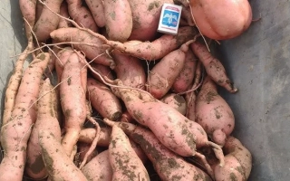 Коробка батата CHILIPSI с видимыми клубнями и этикеткой бренда. - Чилипси