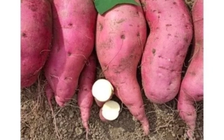 Клубнеплод батат сорта Наполеон на земле