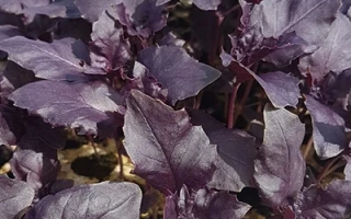 Базилик Ажур Пурпурный на грядке