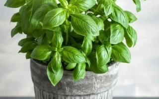 Свежий базилик в керамическом горшке на деревянном подносе - БАЛКОННОЕ ЧУДО
