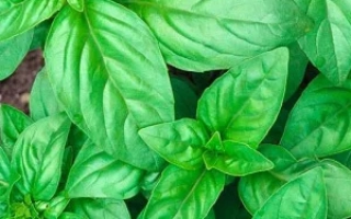 Свежие листья базилика на фоне зелени - ЦИТРУСОВЫЙ ФРЕШ