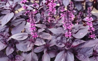 Фиолетовый