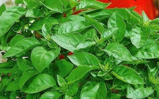 Лимонное Чудо