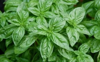 Лимонный Аромат