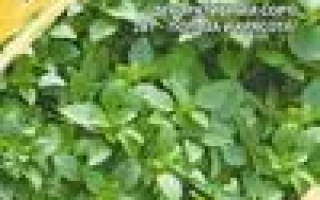 Пакет семян базилика МАЛЕНЬКИЙ ГРЕК