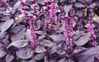 Москворецкий Семко