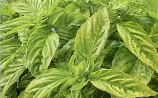 Пакет семян базилика Песто Аль Италия с изображением листьев и песто