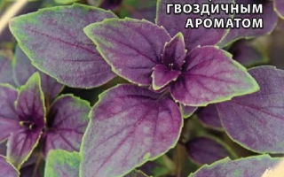 Пурпурный Салют