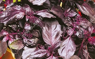 Рубиновый Букет