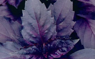 RUSSIAN GIANT PURPLE