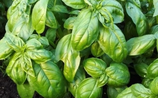 Базилик СИБИРСКИЙ КАРЛИК растёт в земле