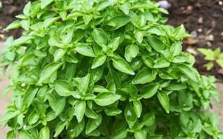 Растение базилик на земле - Созвездие