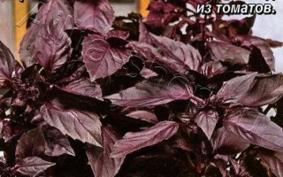 Темная Ночь