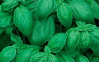 Застольный