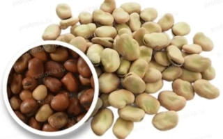 Желтые бобы (бобы) на белом фоне с увеличенным кругом темно-коричневых бобов - ЯНТАРНЫЕ