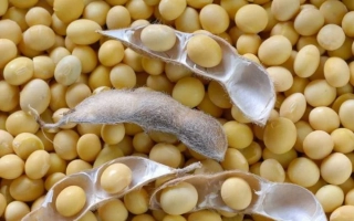 Желтые бобы на фоне с раскрытыми стручками - Аполло