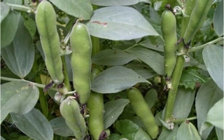 Зеленые стручки бобов на растении - Билун