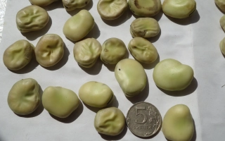 Сырые зелёные бобы на белой поверхности с монетой для масштаба - Форум