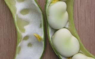 Открытые стручки бобов ХЕРЦ ФРЕЯ с белыми зернами на деревянной поверхности