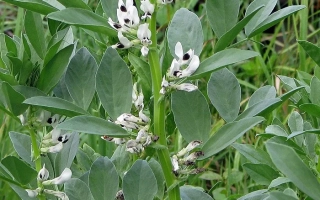 Растение бобовых с белыми цветами, не содержит названия продукта - ПЕНЗЕНСКИЕ 16