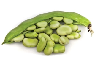 Зеленые бобы в стручке на белом фоне - Переможець