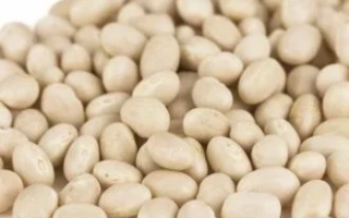 Бобы сорта Сириус