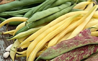 Свежие стручки бобов разных цветов: зелёные, жёлтые и пёстрые. - Сокильчанка