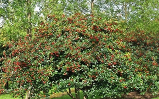 Подарок Куминова