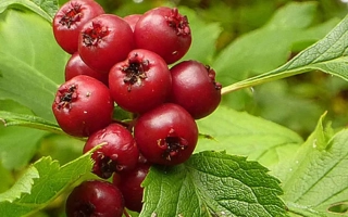 Тимирязевец