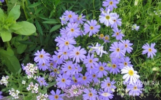 Синеглазка