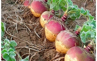 Красносельская