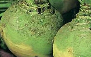 Новгородская