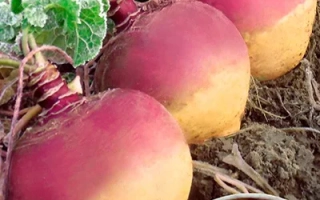 Сахарная Голова