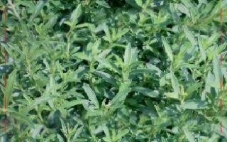 Корсиканец