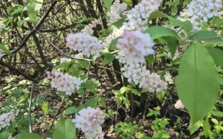 Цветущая черемуха на фоне зелёных листьев и ветвей - ИРЕНЬ